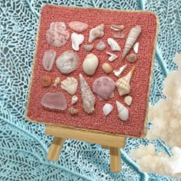 Pretty Pink Shell Display - Picture 2 of 6